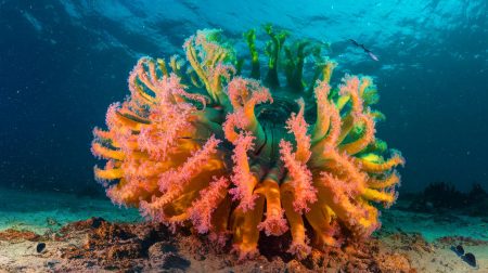 « Aussi longs que trois bus : ces vers géants découverts à 2 500 mètres sous l'océan défient l'écologie marine »