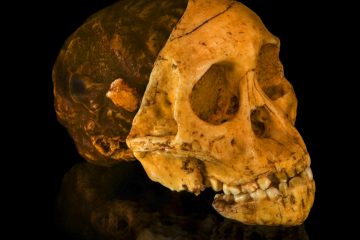 Ce crâne fossilisé bouleverse l&rsquo;histoire : 100 ans après, l&rsquo;héritage colonial complexe du Taung Child en débat mondial