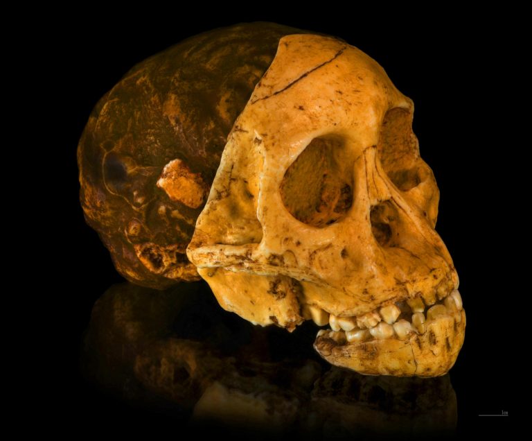 Ce crâne fossilisé qui a ébranlé la science : 100 ans après, le Taung Child face à son héritage colonial