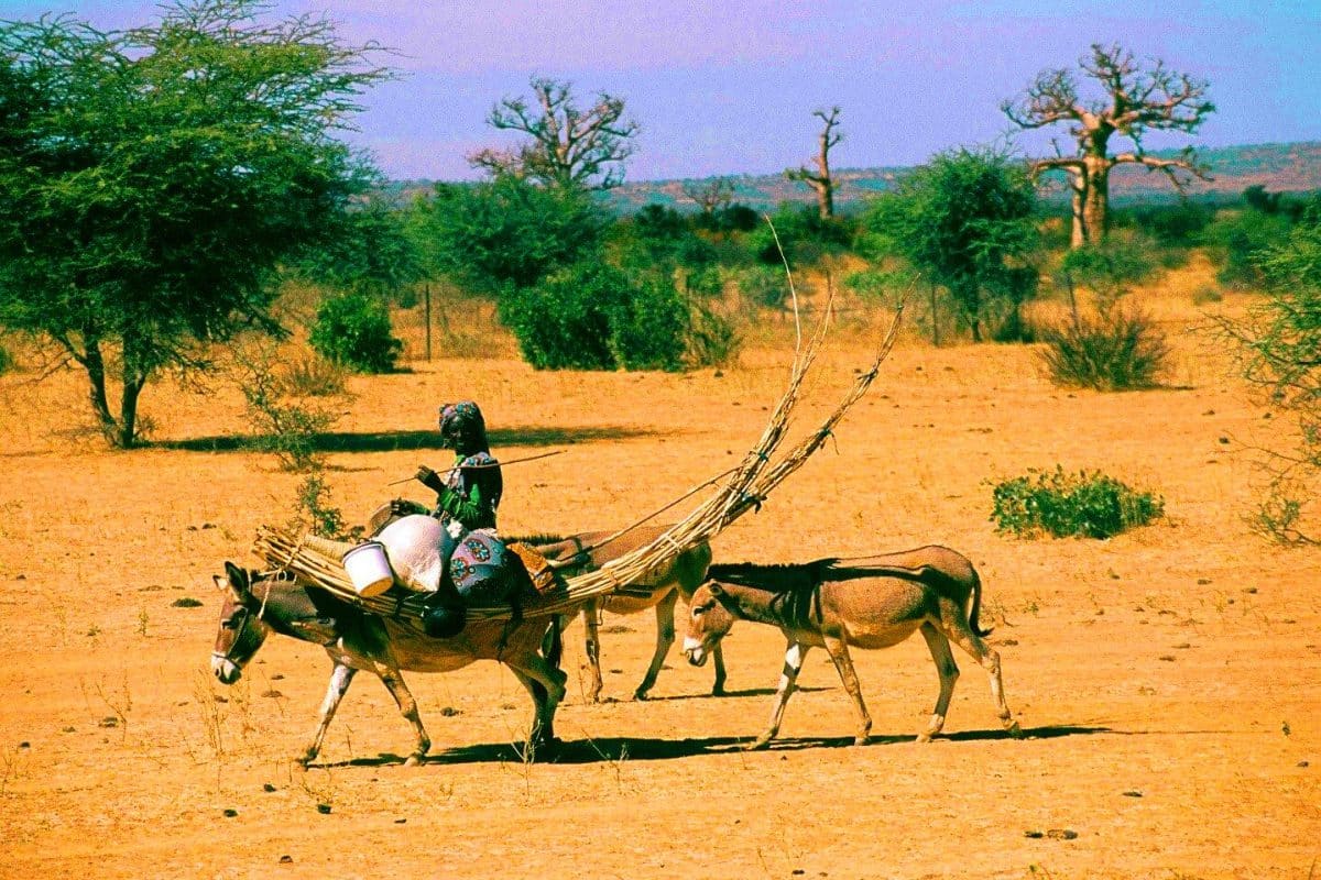 Ce peuple de 40 millions d&rsquo;âmes, aussi insaisissable que le vent du désert, dévoile ses mystères génétiques fascinants