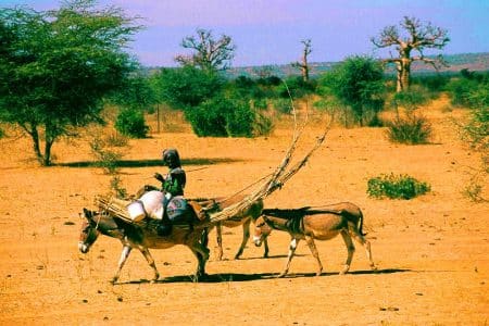 Ce peuple de 40 millions d&rsquo;âmes, aussi insaisissable que le vent du désert, dévoile ses mystères génétiques fascinants