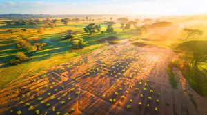 Ce projet en Afrique, aussi grand que 2,5 fois la France, cache une illusion de reforestation avec 63,9 millions d'acres inadaptés