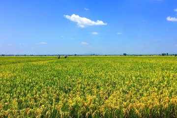 Ce riz « super-résistant » promet de sauver 1,8 million de tonnes de récoltes en Afrique de l&rsquo;Est face à une menace bactérienne invisible