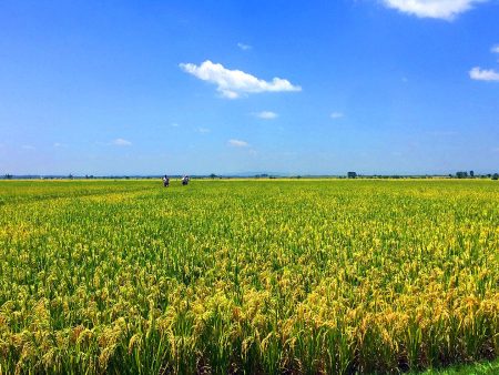 Ce riz « super-résistant » promet de sauver 1,8 million de tonnes de récoltes en Afrique de l&rsquo;Est face à une menace bactérienne invisible