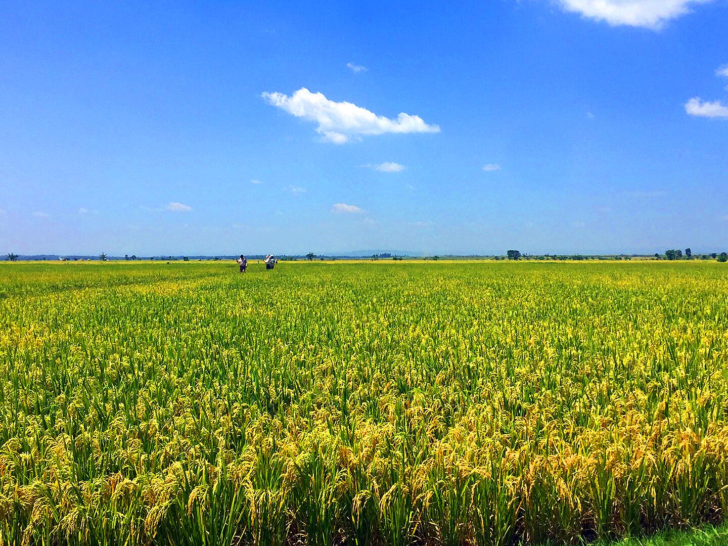 Ce nouveau riz ultra-résistant pourrait éviter la perte de 1,8 million de tonnes en Afrique de l&rsquo;Est face à une bactérie dévastatrice