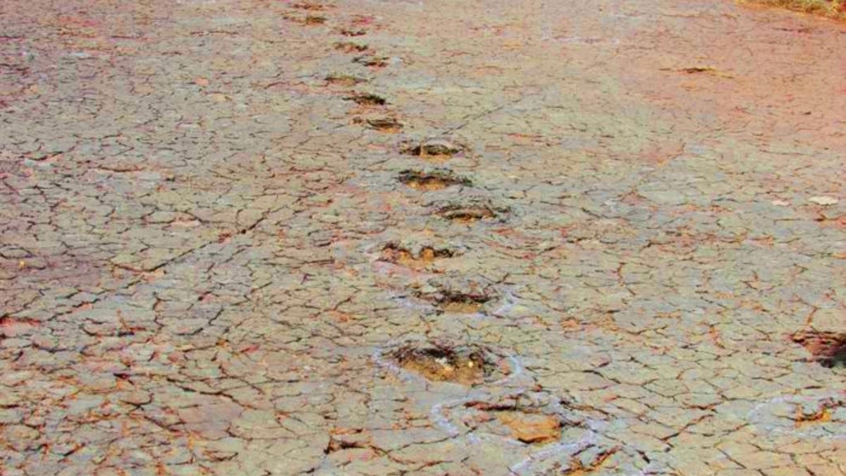 Ces empreintes de dinosaures vieilles de 120 millions d’années unissent le Brésil et le Cameroun, à 6 000 km de distance