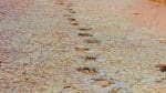 Ces empreintes de dinosaures vieilles de 120 millions d’années unissent le Brésil et le Cameroun, à 6 000 km de distance