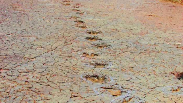 Des traces de dinosaures identiques de part et d’autre de l’Atlantique : la preuve stupéfiante du supercontinent Gondwana