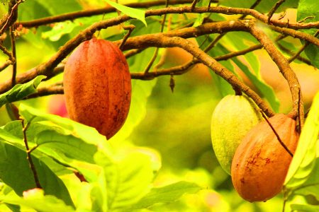 Cette menace climatique pourrait faire flamber le prix du chocolat : jusqu&rsquo;à 50% de perte de cacao en Côte d&rsquo;Ivoire