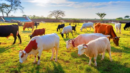 Cette révolution génétique promet 50% de viande en plus d'ici 2050 : l'Afrique à l'aube d'une ère d'élevage durable