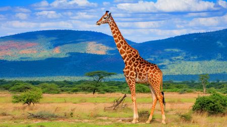 Plus de 500 crânes analysés : cette étude bouleverse notre vision des girafes avec 4 espèces distinctes révélées