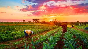 Pourquoi l'Afrique offre-t-elle 20 fois sa richesse aux autres ? Museveni prône la révolution alimentaire du continent