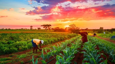 Pourquoi l'Afrique offre-t-elle 20 fois sa richesse aux autres ? Museveni prône la révolution alimentaire du continent