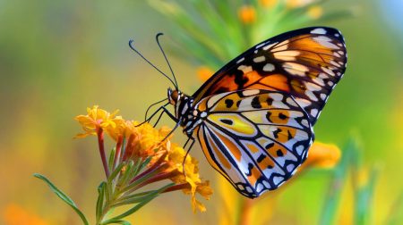 Résistante et fascinante : cette rare papillon d'Afrique du Sud dévoile son secret pour survivre aux changements climatiques