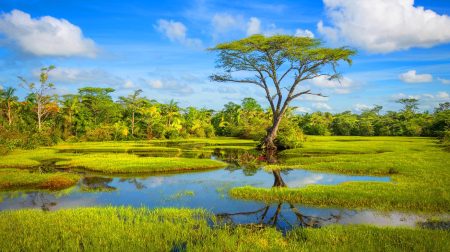 Seulement 3% de la surface terrestre, mais ces tourbières stockent plus de carbone que toutes les forêts du monde réunies