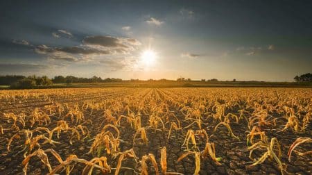 Ce fléau brûlant : les cultures vitales du monde en péril imminent face à des températures record, un enjeu planétaire majeur
