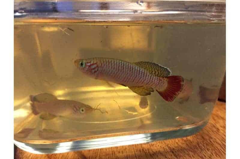 Une nouvelle espèce de killifish découverte au Kenya est déjà en danger critique d'extinction