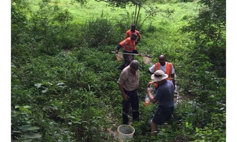 Au Kenya, une nouvelle espèce de killifish est déjà menacée de disparition