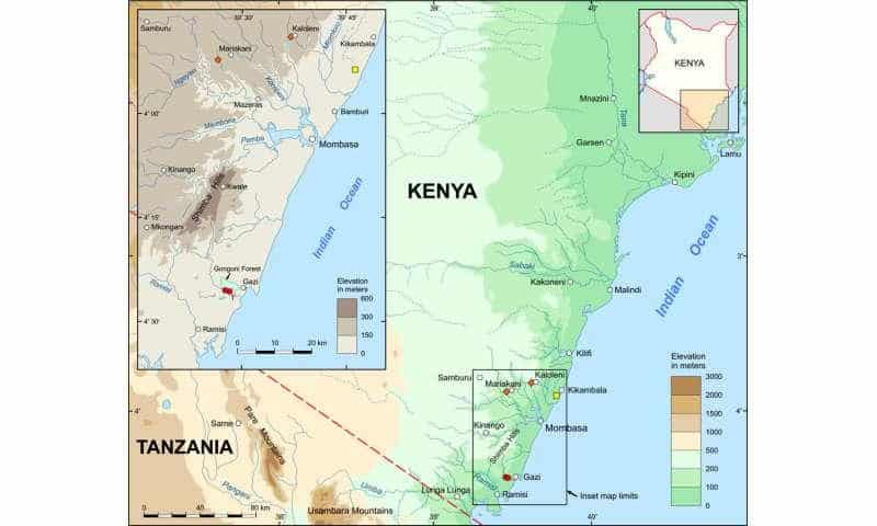 Découverte au Kenya, une nouvelle espèce de killifish est en péril critique