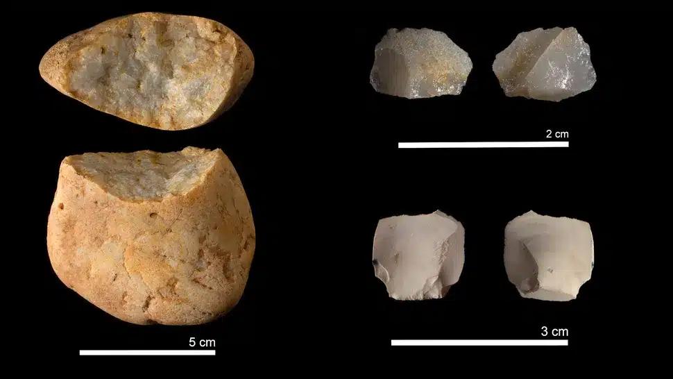 Homo erectus au teint rosé