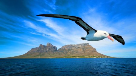 Des bombes pour sauver des oiseaux : la solution choc de l'Afrique du Sud contre des souris tueuses !