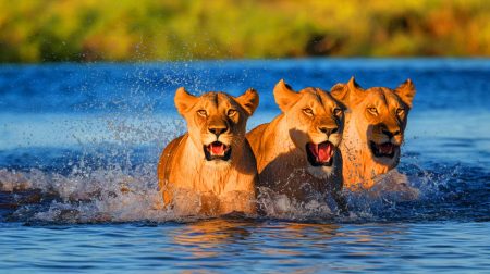Des lions d'Afrique bravent la mort : leur incroyable traversée d'une rivière infestée de prédateurs pour trouver l'amour !