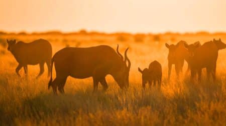 Le redoutable prédateur de la savane révélé : cet insecte minuscule terrorise les éléphants et lions