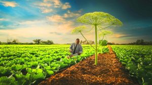 « Les plantes se tuent elles-mêmes » : ce procédé révolutionnaire sauve les récoltes