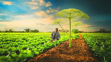 « Les plantes se tuent elles-mêmes » : ce procédé révolutionnaire sauve les récoltes