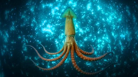 Un calmar colossal filmé pour la première fois : la créature des abysses qui défie l'imaginaire humain