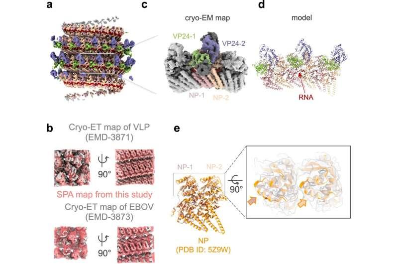 Un gros plan sur la structure du virus Ebola, toujours mortel