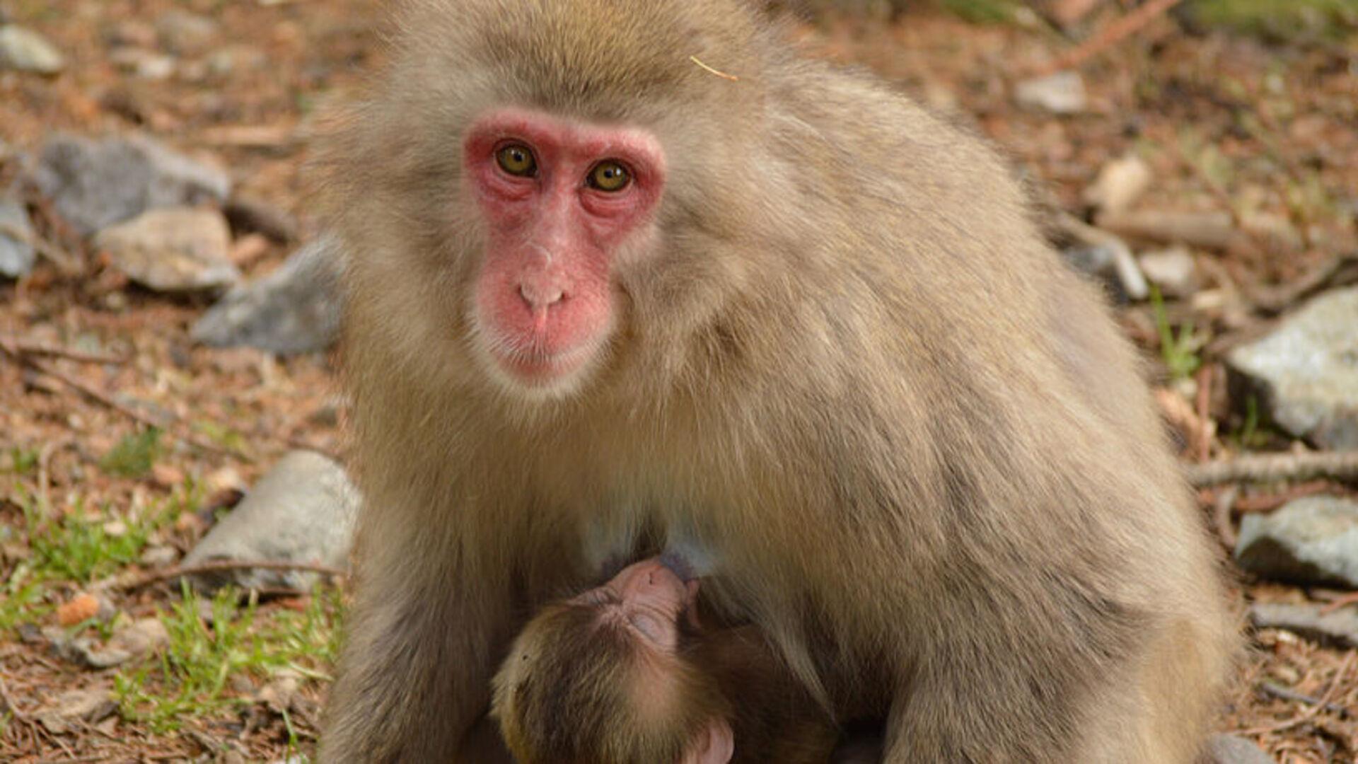 Une femelle macaque japonais allaite son petit âgé de quelques semaines. Les macaques japonais mettent bas entre le printemps et le début de l'été et allaitent leur petit pendant sept mois à un an. Après environ un mois, les petits commencent à manger des aliments solides supplémentaires. En hiver, ils sont suffisamment forts pour survivre aux mois froids.