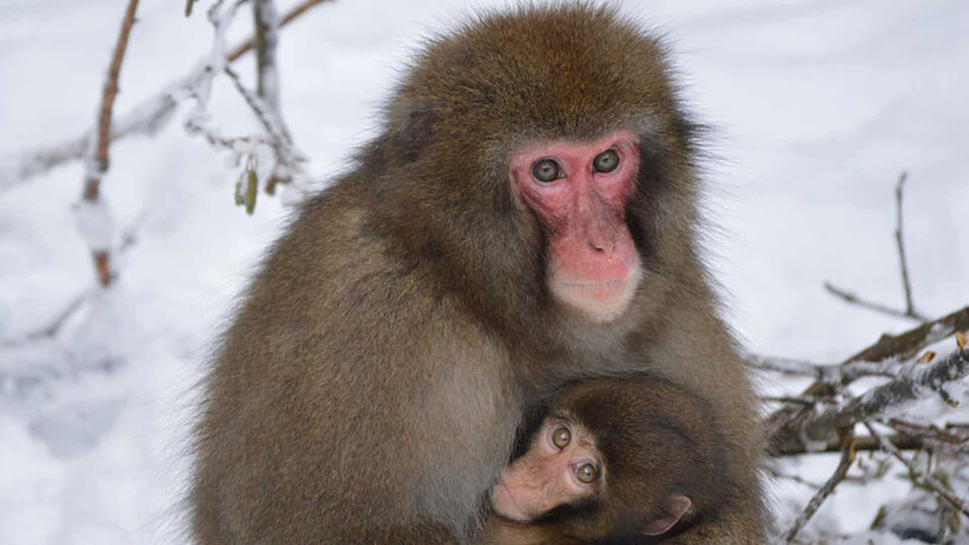Une femelle macaque japonais allaite son petit de six mois en hiver. Les macaques japonais, aussi appelés singes des neiges, donnent naissance entre le printemps et le début de l'été, permettant ainsi à leurs petits de devenir assez robustes pour affronter les mois d'hiver.