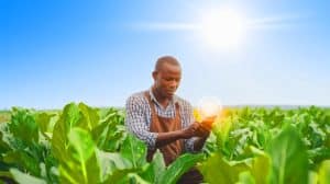 « Un miracle vert en Afrique » : cette IA révolutionne l'agriculture et sauve des milliers de fermiers en détresse