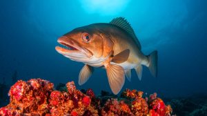 « Un monstre du passé refait surface » : ce poisson préhistorique géant, disparu depuis 66 millions d'années, redécouvert en 1938