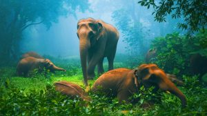 « Un mystère vieux de plusieurs siècles » : ces gigantesques cimetières d’éléphants bouleversent les scientifiques