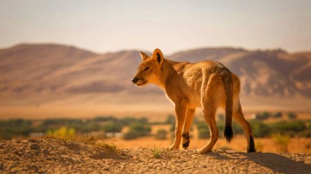 « Un prédateur préhistorique refait surface » : ce carnivore sub-saharien ressurgit en Égypte après 5000 ans d'absence, une découverte qui bouleverse l'histoire naturelle