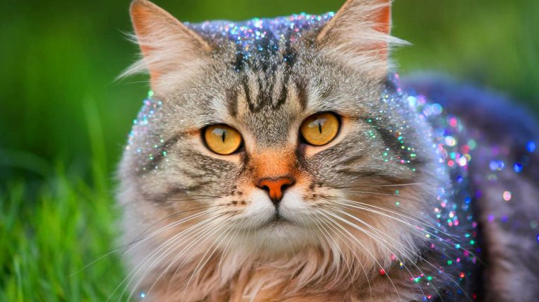 « Ces chats brillent comme des diamants vivants » : un gène étrange et inédit bouleverse la science en rendant leur pelage étincelant comme jamais
