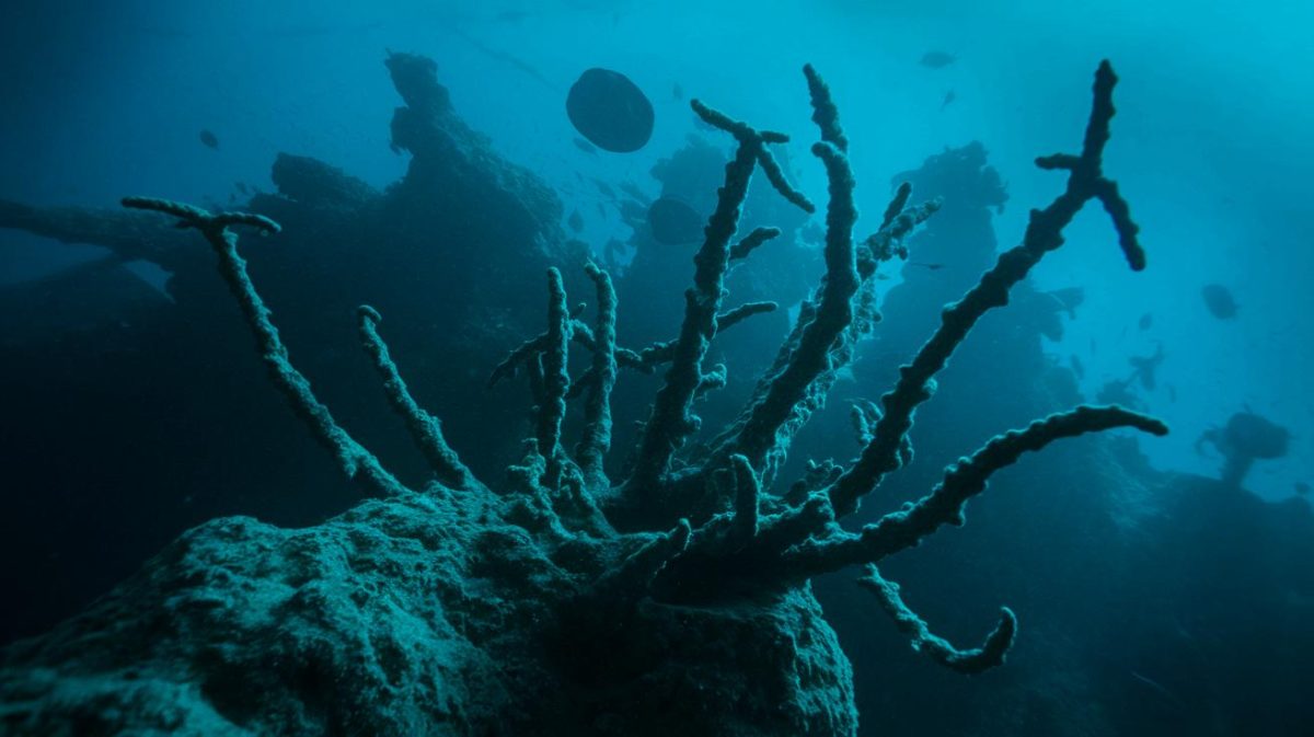 « Découverte terrifiante au fond du Grand Trou Bleu » : cette abomination sous-marine bouleverse les scientifiques et défie toute logique humaine
