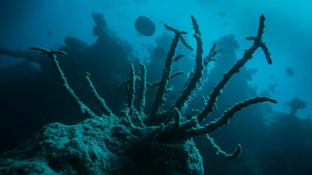 « Découverte terrifiante au fond du Grand Trou Bleu » : cette abomination sous-marine bouleverse les scientifiques et défie toute logique humaine