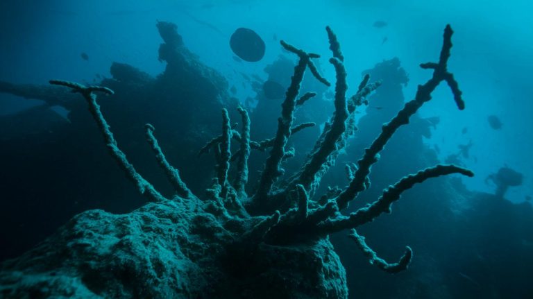« L’horreur tapie sous les eaux » : cette découverte terrifiante au fond du Great Blue Hole de Belize bouleverse les certitudes des scientifiques plongeurs