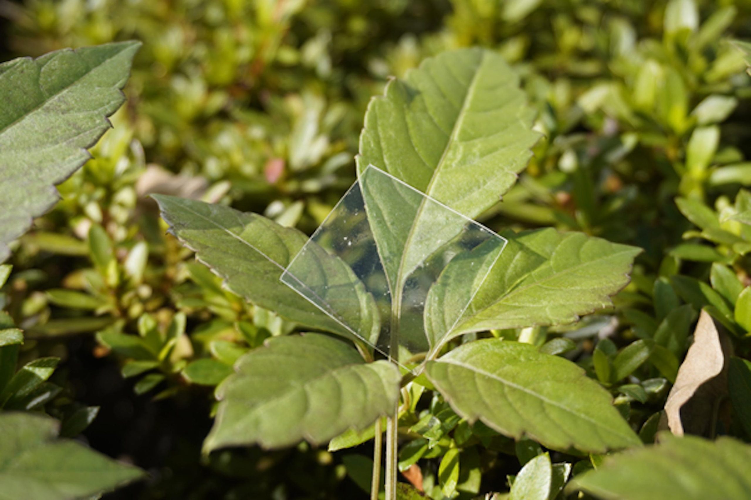 Une feuille d'échantillon du nouveau plastique biodégradable