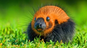 « Nous assumons notre responsabilité » : la traque des ESOD explose, ces animaux classés nuisibles subissent une chasse sans pitié en France