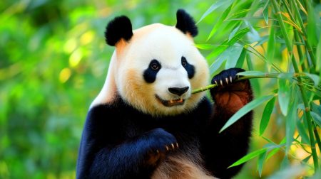 « Plus accro que jamais » : ces pandas, victimes d'un stratagème ingénieux, deviennent les super-fans insatiables du bambou dans le règne animal