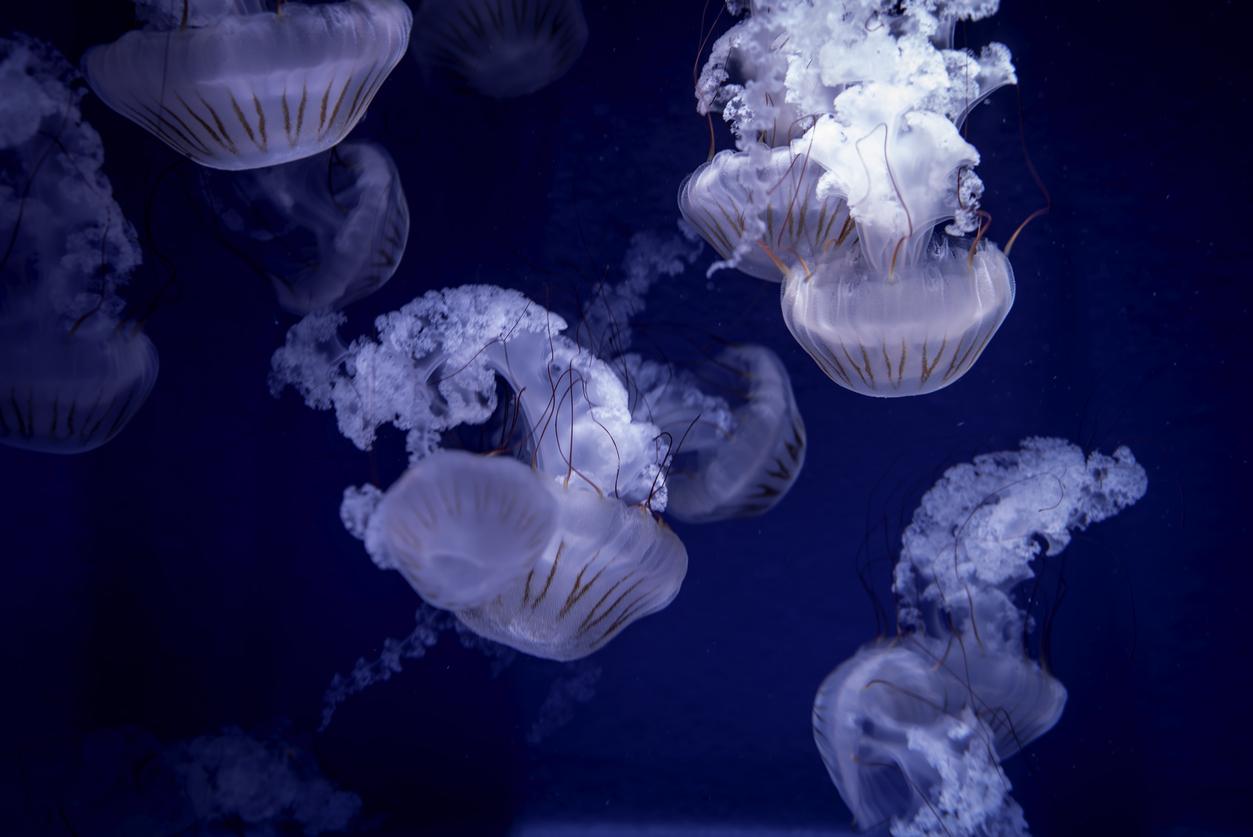 Les méduses naviguent dans l'eau de mer vers la plage en Espagne
