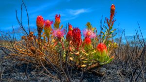 Illustration de graines de fynbos ressuscitées en Afrique du Sud après plus de 130 ans. Image réalisée par IA.