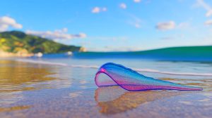 Illustration de physalies flottant près des plages basques, générée par intelligence artificielle.