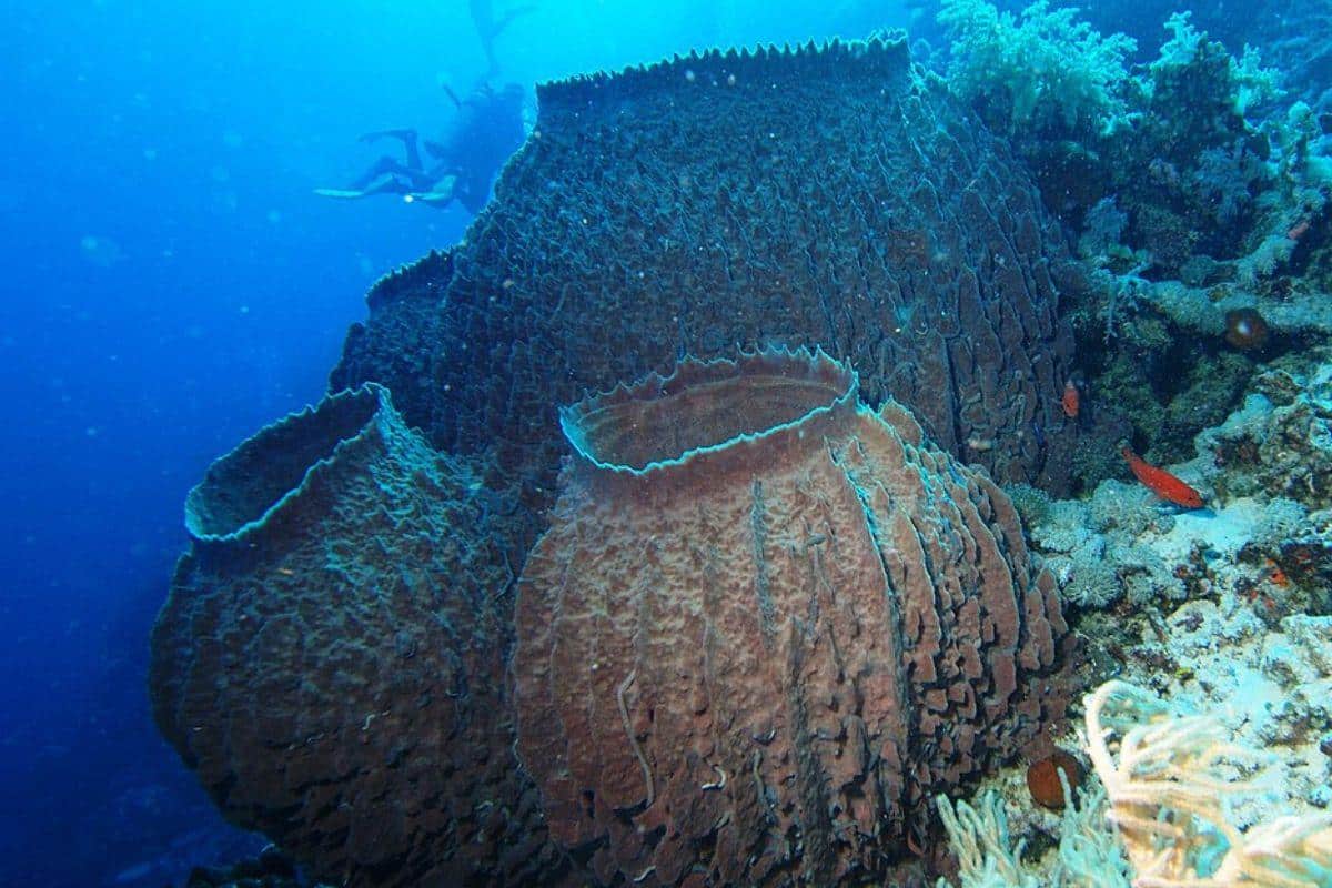 Les démosponges, telles que la splendide Xestospongia testudinaria, se retrouvent dans tous les milieux aquatiques de notre planète, des abysses aux lacs et rivières.