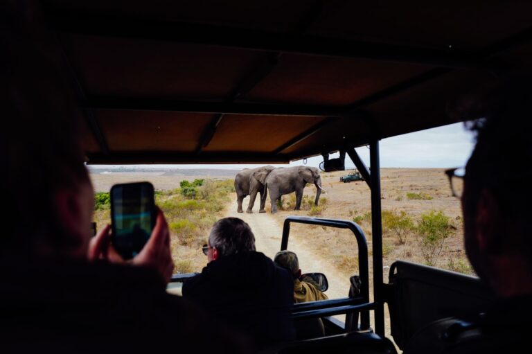 Tourisme durable en afrique : tendances et conseils