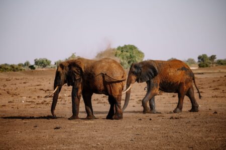 Deux éléphants africains se promènent à travers la savane sèche, mettant en valeur la faune dans son habitat naturel.
